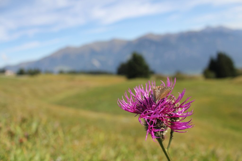 Wild Flowers