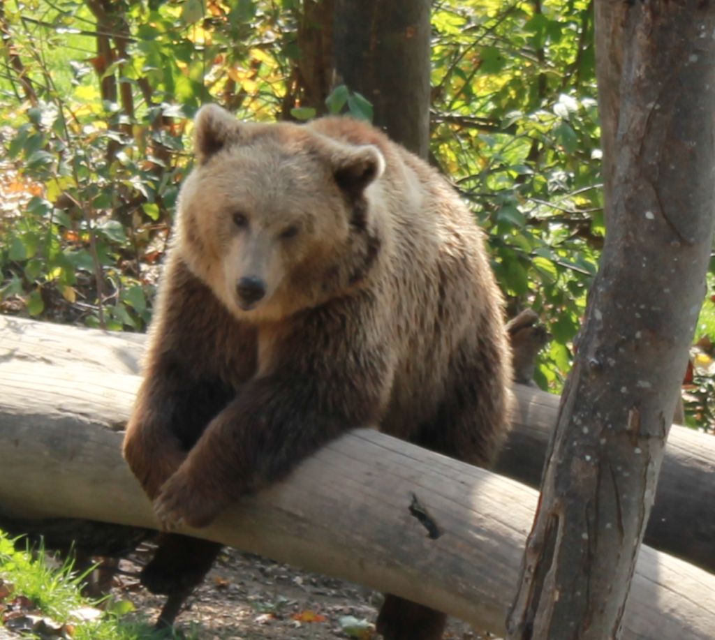 The small bear resting on a tree trunk.