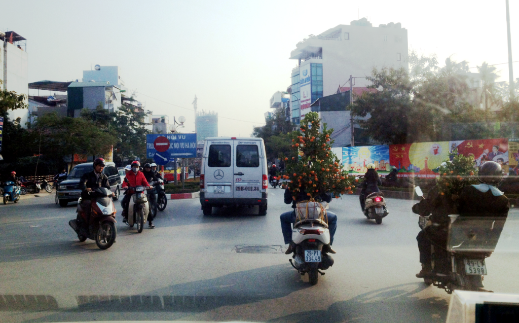 Cay Quat transported on motorbike near street near Ho Tay in Hanoi.